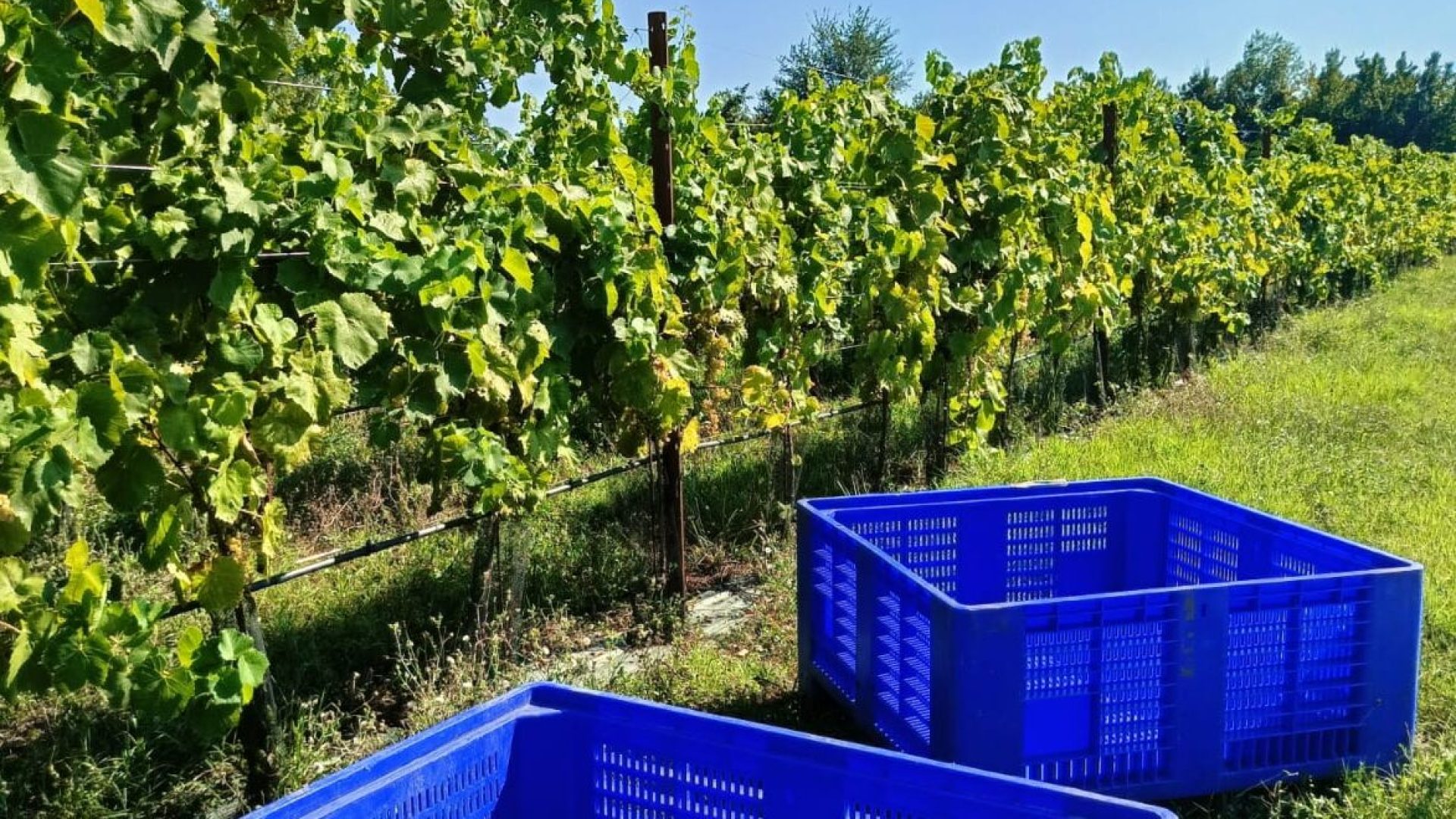 bins pronti per acogliere la vendemmi